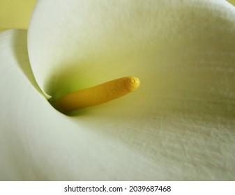 Close Up Of Centre Of Elephant Ear Flower