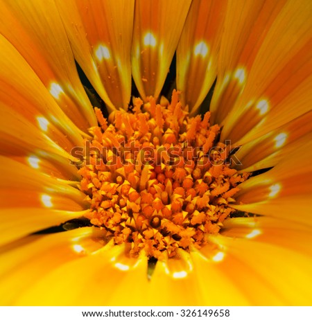 Similar – Gerbera