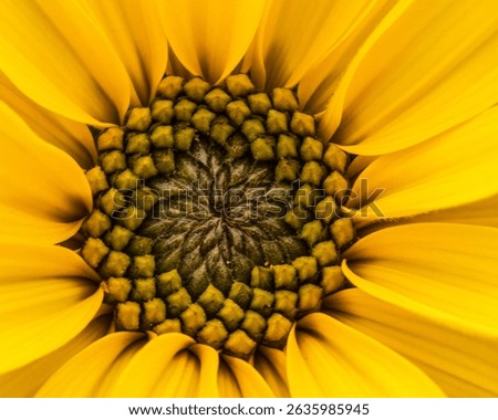 Close up of the centre of a sunflower