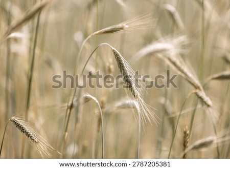 Close up of cereal plants with selective focus on a sunny summer day. Arcen, Limburg, Netherlands.