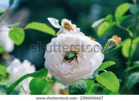 Close up Cetonia aurata, or the green rose chafer, a beetle on a blooming white rose flower.