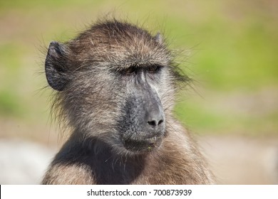 Close Up Of Chacma Baboon In The Cape Point Nature Reserve, South Africa