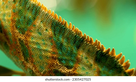Close up of a chameleon's head