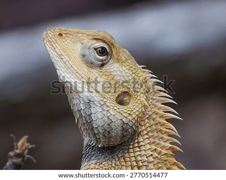 A close up of a changeable lizard's head