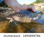 Close up of a Channel Catfish and Fisherman on a Lake