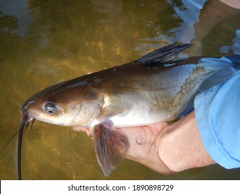 494 Channel Catfish Images, Stock Photos & Vectors | Shutterstock