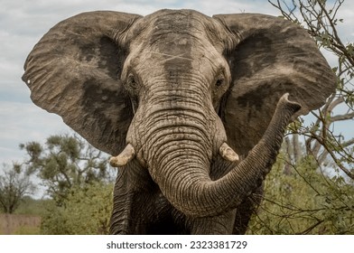 Close up of charging African Elephant in Kruger National Park South Africa - Powered by Shutterstock
