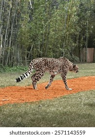 Close up of a Cheetah 