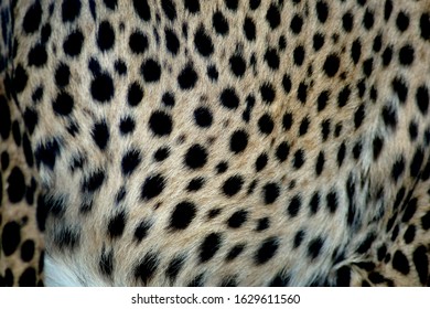 Close Up Of Cheetah Fur