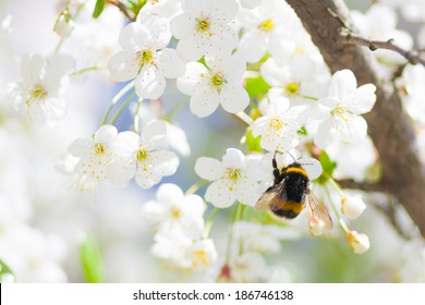 Close Up Of Cherry Blossom Flowers And A Bumblebee In The Early Sunny Spring Morning