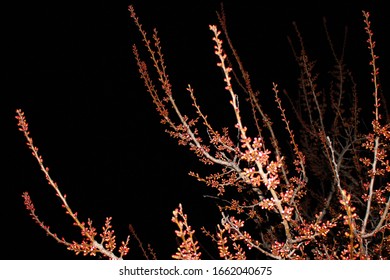 Close up cherry blossom on black background -Stock image. Blooming Japanese sakura buds and flowers on dark sky with copy space.