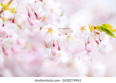 close up cherry blossom petals - Powered by Shutterstock - Get 15% off with code: PIKWIZARD15