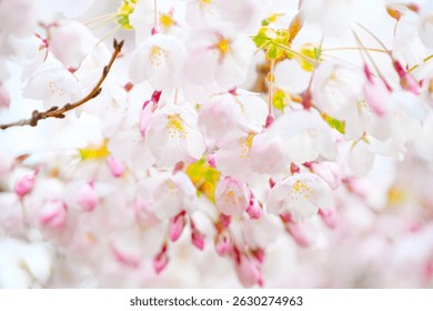 close up cherry blossom petals - Powered by Shutterstock - Get 15% off with code: PIKWIZARD15