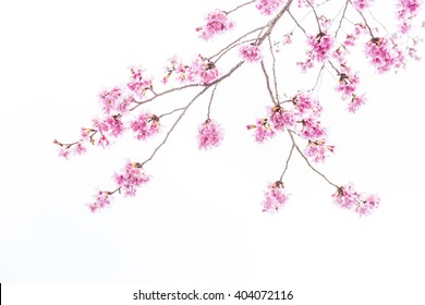 Close up of Cherry blossom, sakura.
