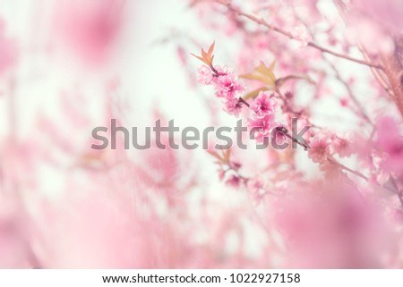 Similar – quitten in bloom Natur