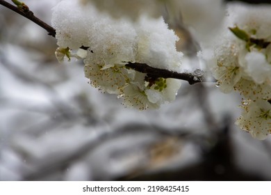 Close up of Cherry blossoms covered with snow - Powered by Shutterstock