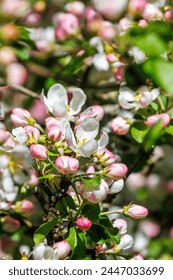 Close up at a Cherry flower