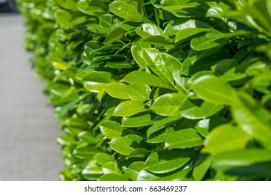 Close Up Of Cherry Laurel Leaves