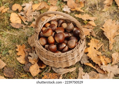 Close up of chestnut harvest in wicker basket autumn mood - Powered by Shutterstock