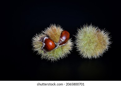 Close up of chestnuts inside the hedgehog isolated on black background.