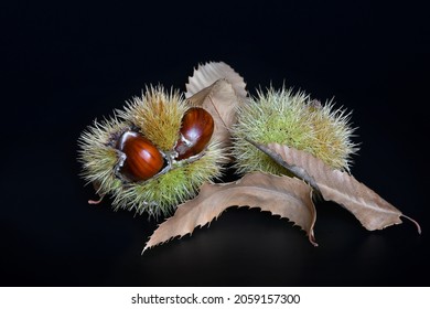 Close up of chestnuts inside the hedgehog with leaves isolated on a black background.