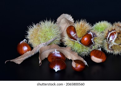 Close up of chestnuts inside the hedgehog with leaves isolated on a black background.