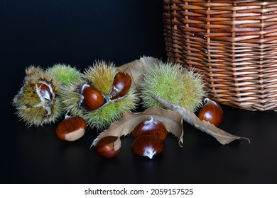 Close up of chestnuts in and out of hedgehogs and wicker basket isolated on black background.