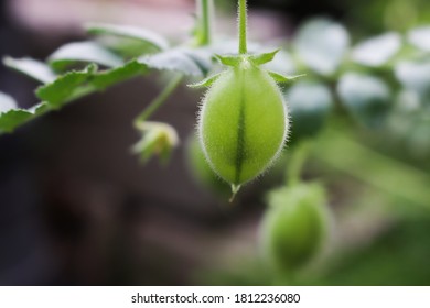 A Close Up Of A Chick Pea Pod Growing In The Garden
