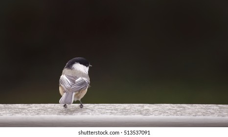 Close up of a chickadee
