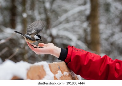 Close up of chickadee bird eating seeds from child's hand in winter.
