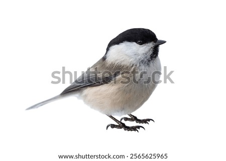 Close up of chickadee isolated on white background