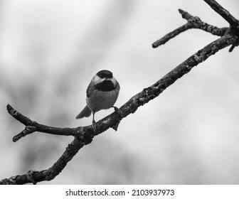 A Close Up Of A Chickadee On A Cold, Dark, Cloudy Day.