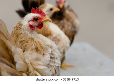 close up chicken