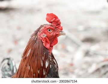 Close Up Chicken Face On Nature Background