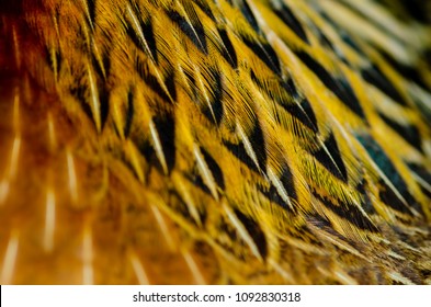 Close Up Chicken Feathers Background. Jungle Fowl Chicken. Depth Of Field (DOF) Effect.