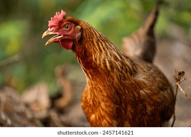 Close up of chicken in grass background