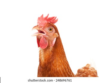 Close Up Of Chicken Head Funny Acting Isolated White Background