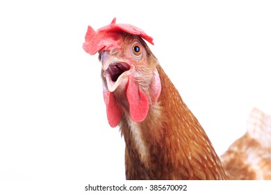 Close Up Chicken Head Isolated White