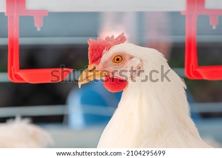 Close up of chicken hen drinking water in cage, selective focus