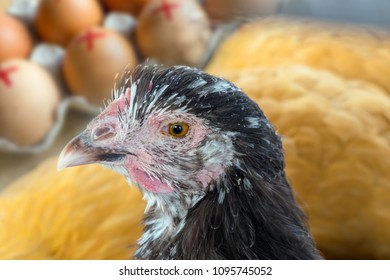 Close Up Of Chicken Hen And Farm Eggs With A Mark Of A Red Cross In The Background. Recall Over Salmonella, Food Safety, Selective Focus, 