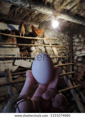 Close up of a chicken's egg hold in hand in a chicken hovel. Poland, Europe