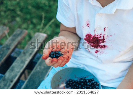 Close up children's hand holds blueberries. dirty stain on a white t-shirt outdoors. . High quality photo