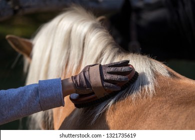 Close up of child's hand with gloves holding brush and  grooming pony horse - Powered by Shutterstock