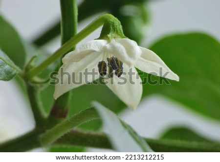 close up chilli plant macro