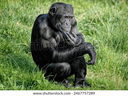A close up of a Chimpanzee (Chimp)
