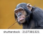 A close up chimpanzee portrait (Pan troglodytes)