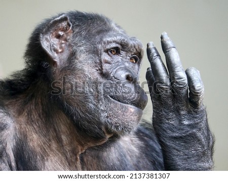 Similar – Image, Stock Photo gorilla Monkeys Gorilla