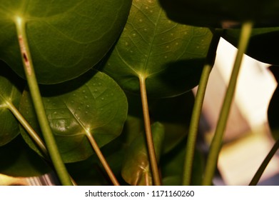 Close Up Chinese Money Plant