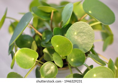 Close Up Chinese Money Plant