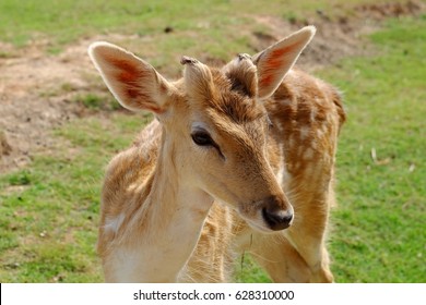 Close Up Chital Dear, Spotted Dear